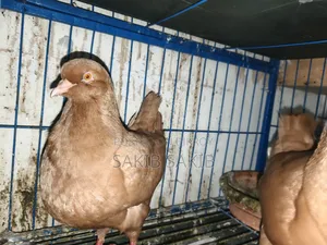 কিং কবুতর ( একজোড়া কিং কবুতর)