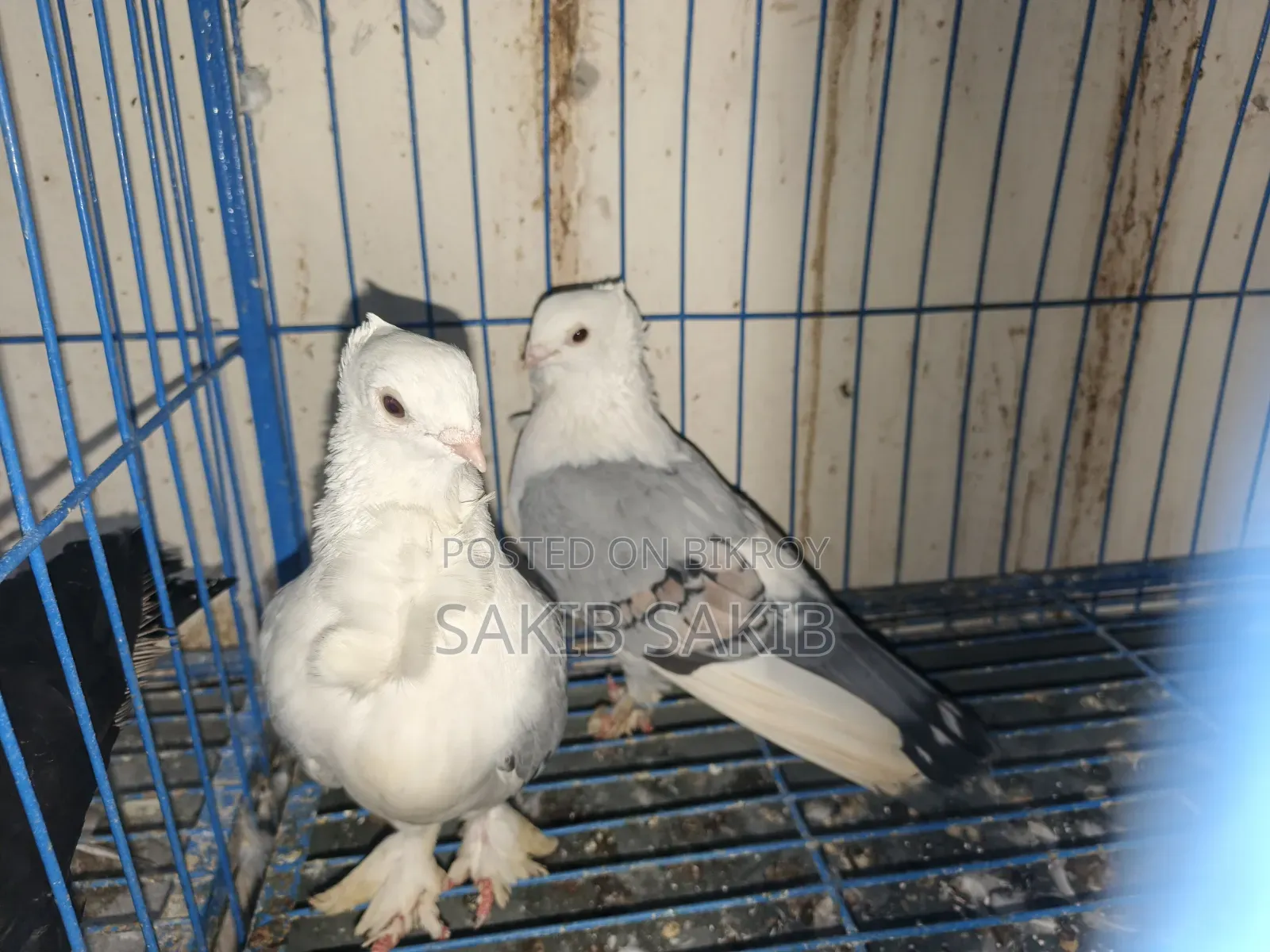 A pair of Blue Satin pigeons.