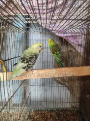 Budgerigar Birds