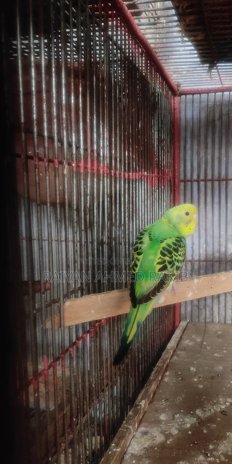 Budgerigar Birds