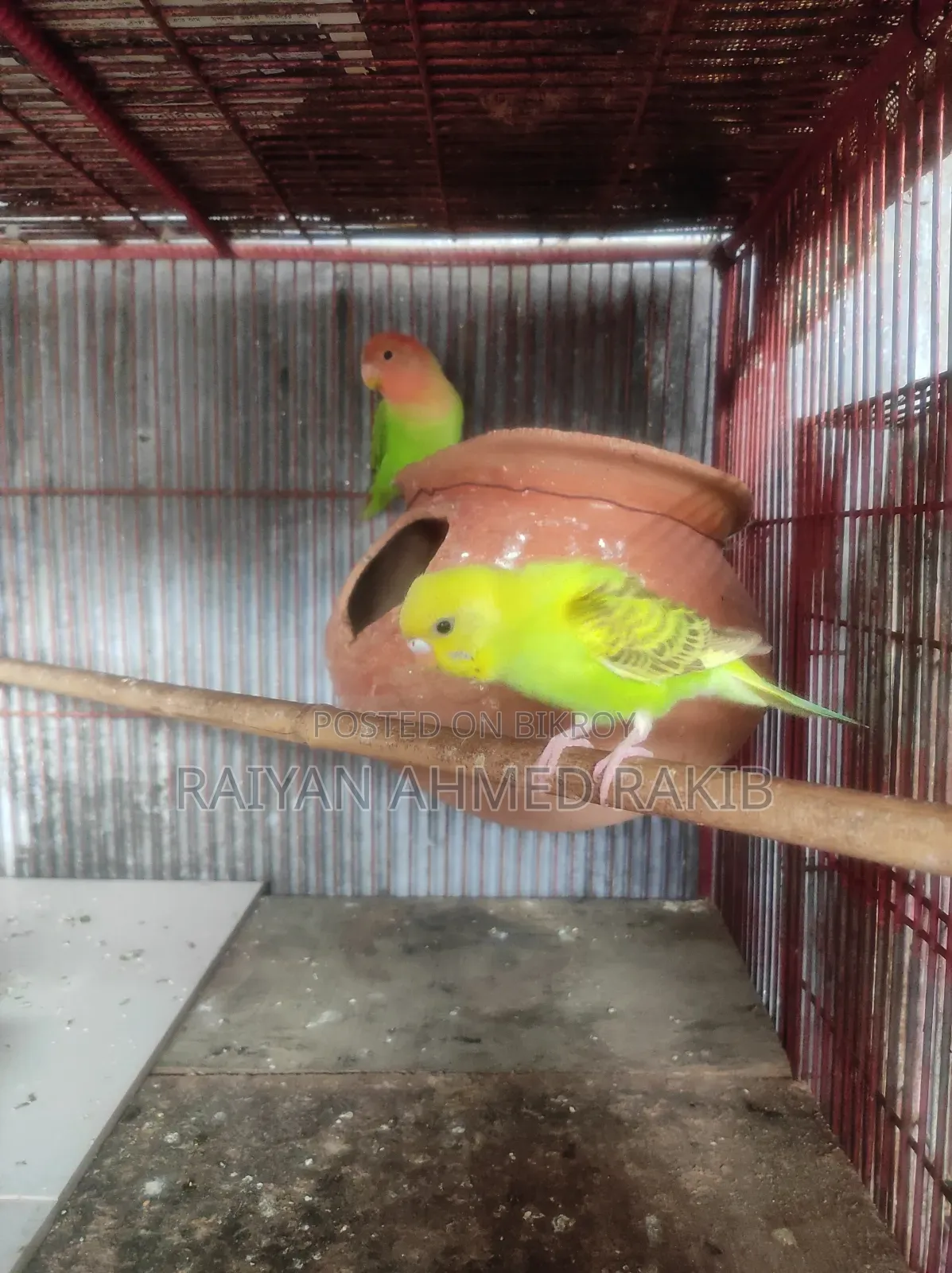 Budgerigar Birds