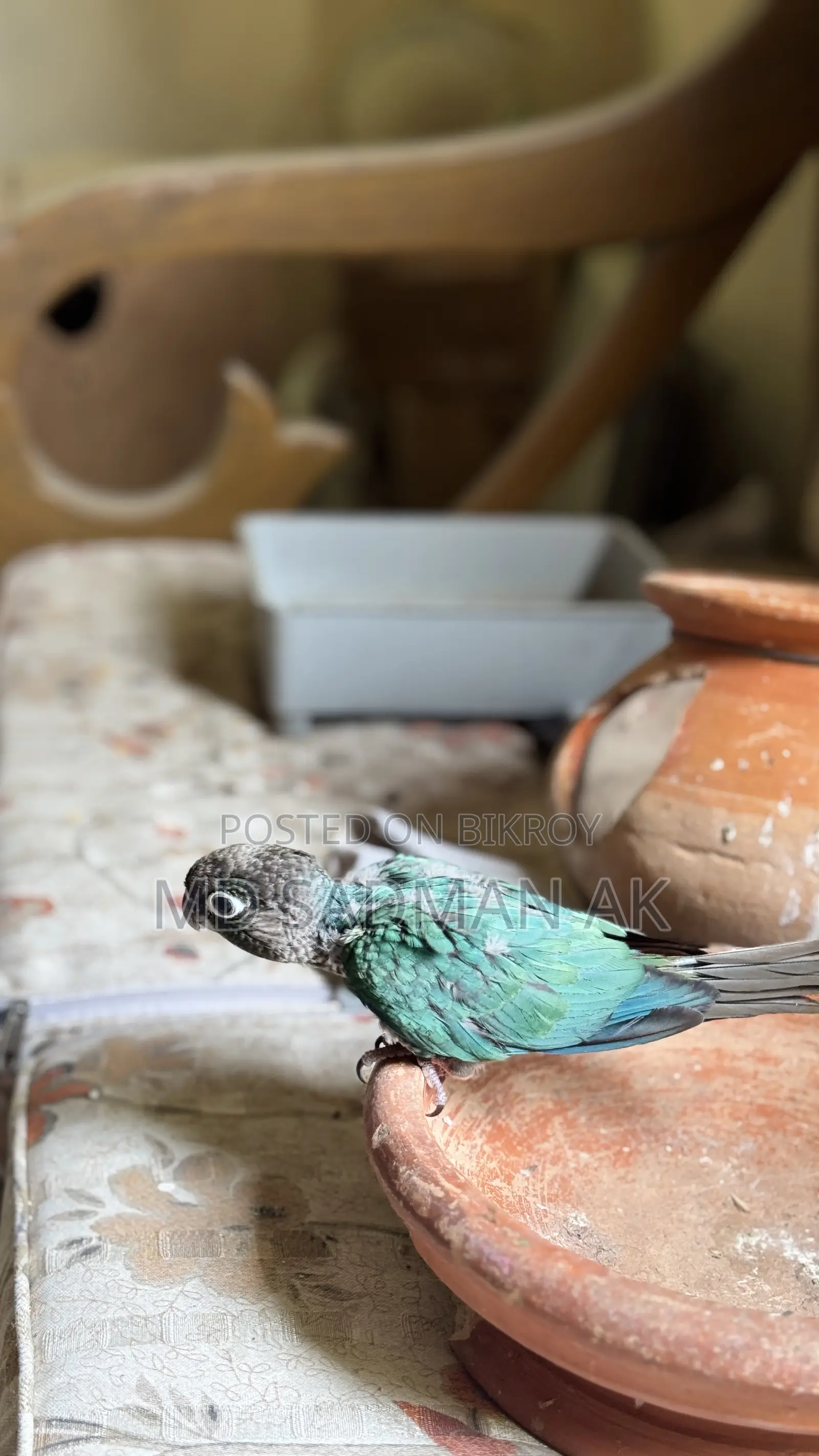 Turquoise Blue Conure