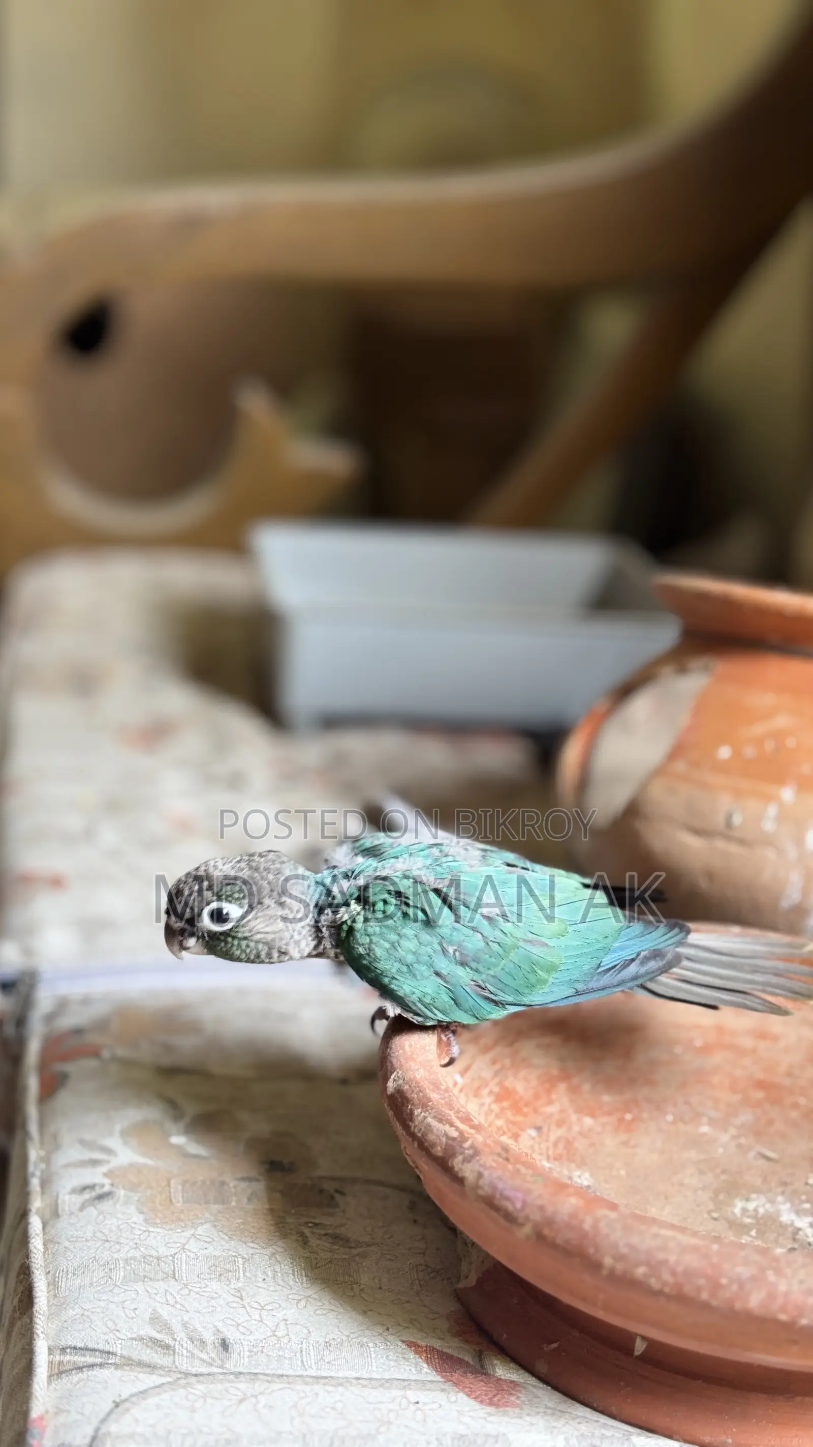 Turquoise Blue Conure