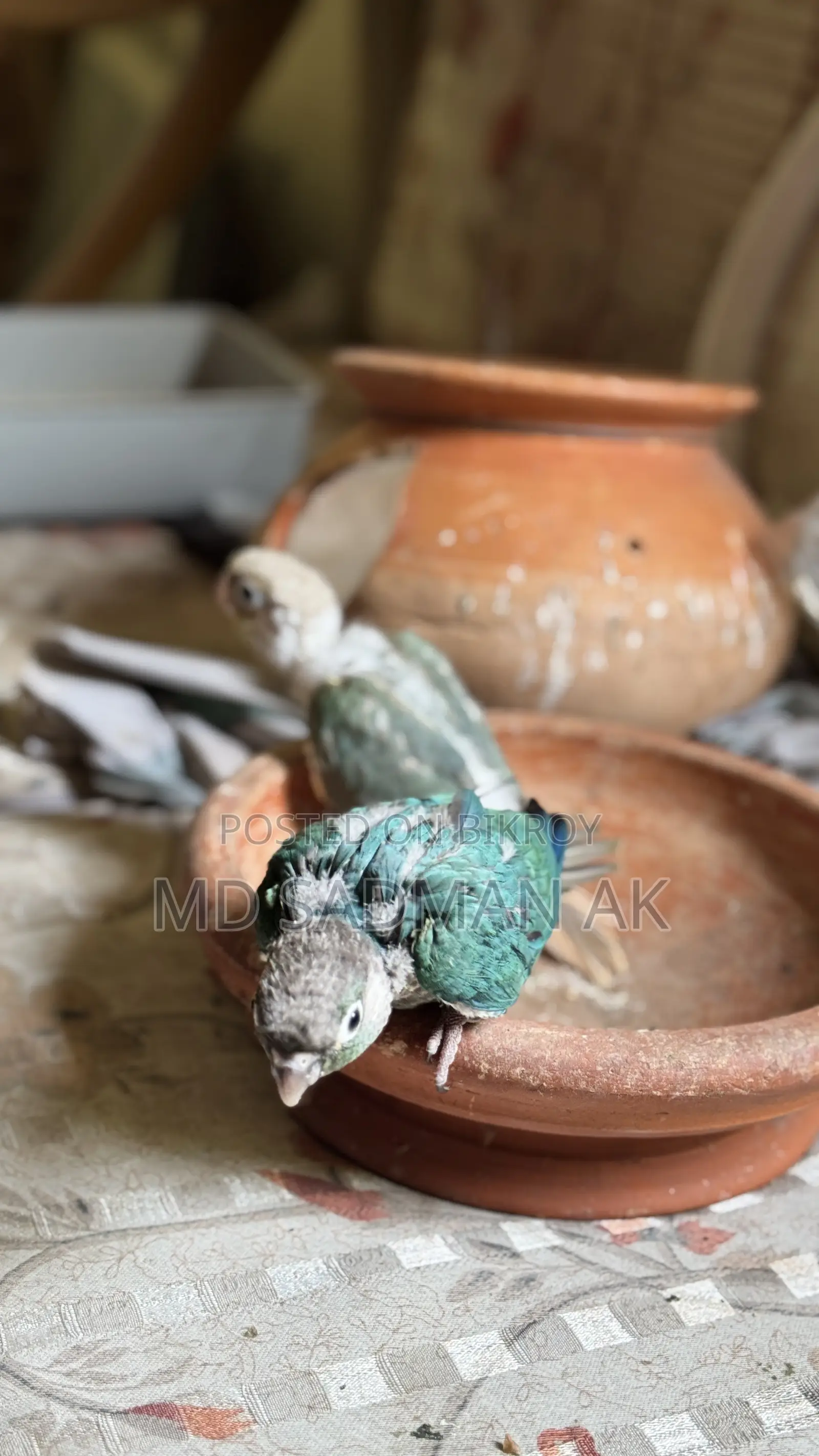 Turquoise Blue Conure