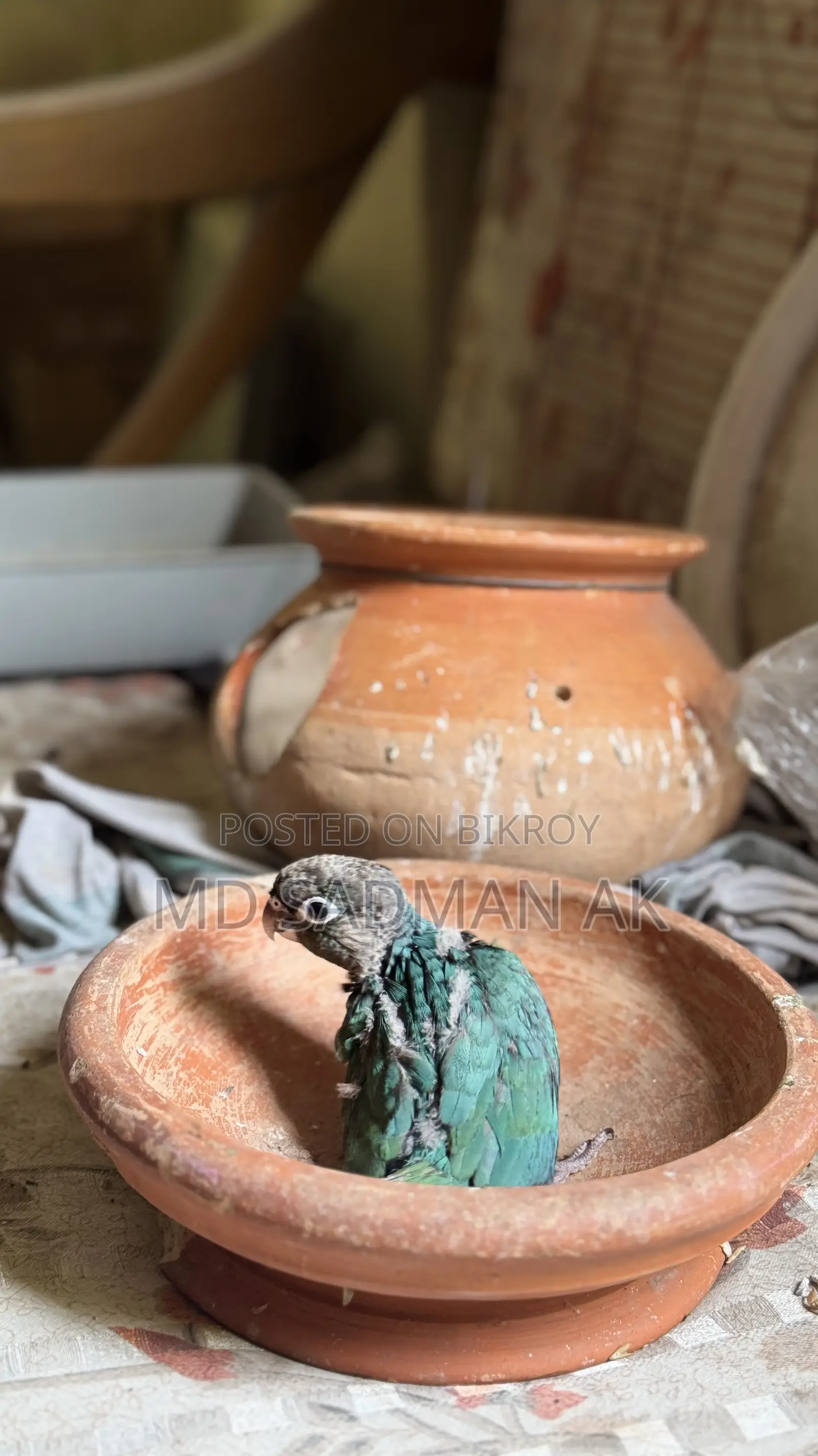 Turquoise Blue Conure