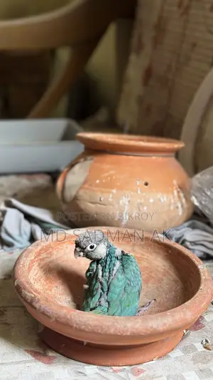 Turquoise Blue Conure