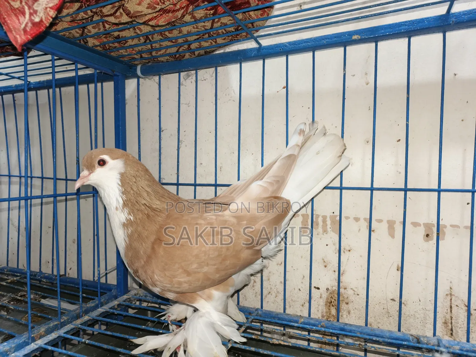 ১ টি সিরাজি কবুতর (ছেলে)