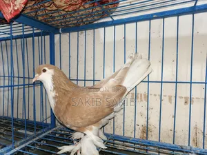 ১ টি সিরাজি কবুতর (ছেলে)