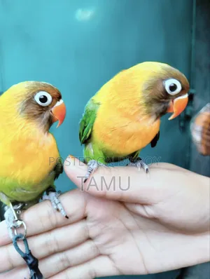 Free Flying Love Bird