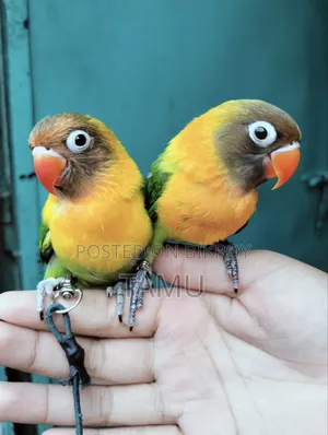Free Flying Love Bird