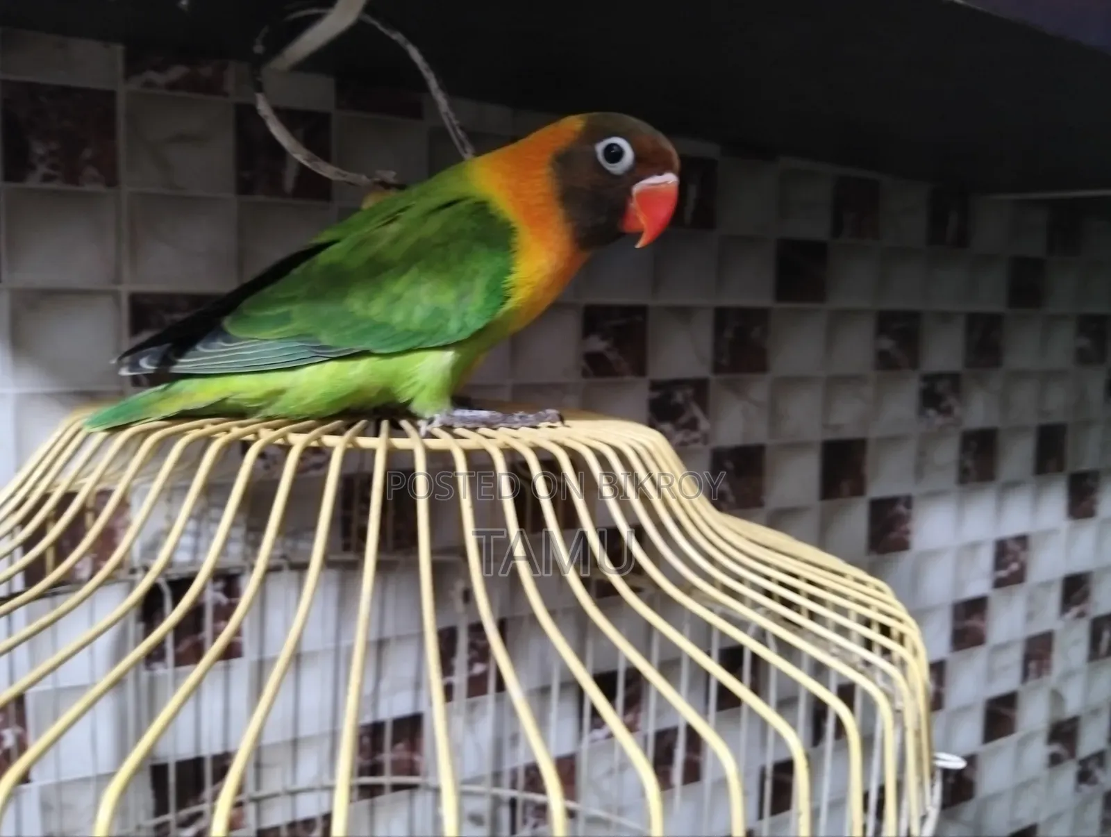 Free Flying Love Bird