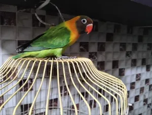Free Flying Love Bird