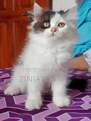 ১-৩ মাস বয়সী নারী বিশুদ্ধ পার্সিয়ান বিড়াল
