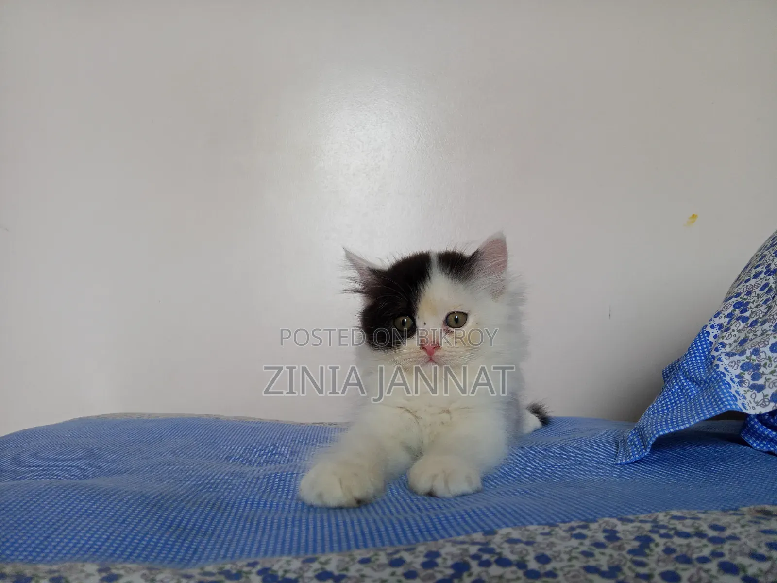 1-3 Months Female Purebred Persian