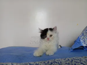 1-3 Months Female Purebred Persian