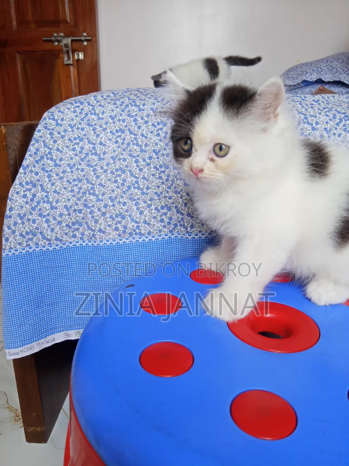 1-3 Months Female Purebred Persian