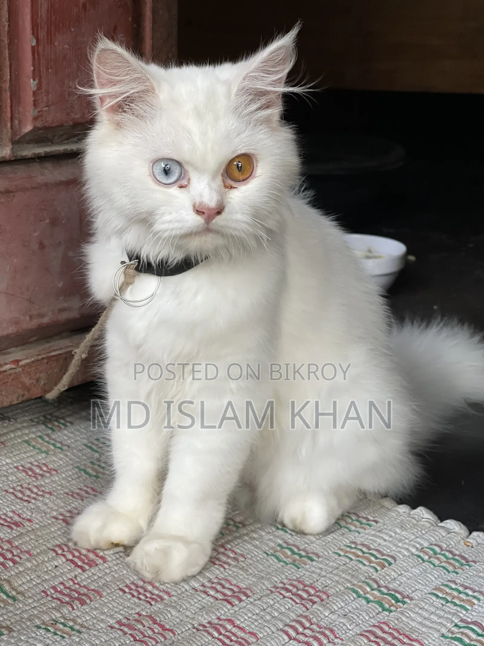 6-12 Months Male Purebred Persian