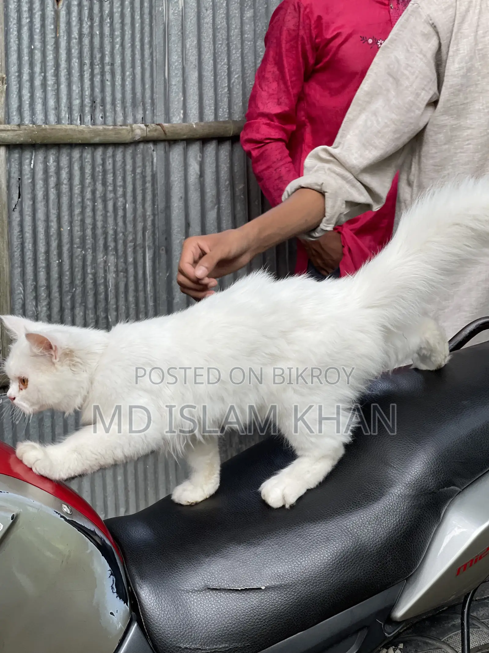 6-12 Months Male Purebred Persian
