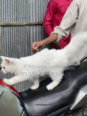 6-12 Months Male Purebred Persian