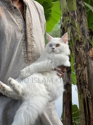 6-12 Months Male Purebred Persian