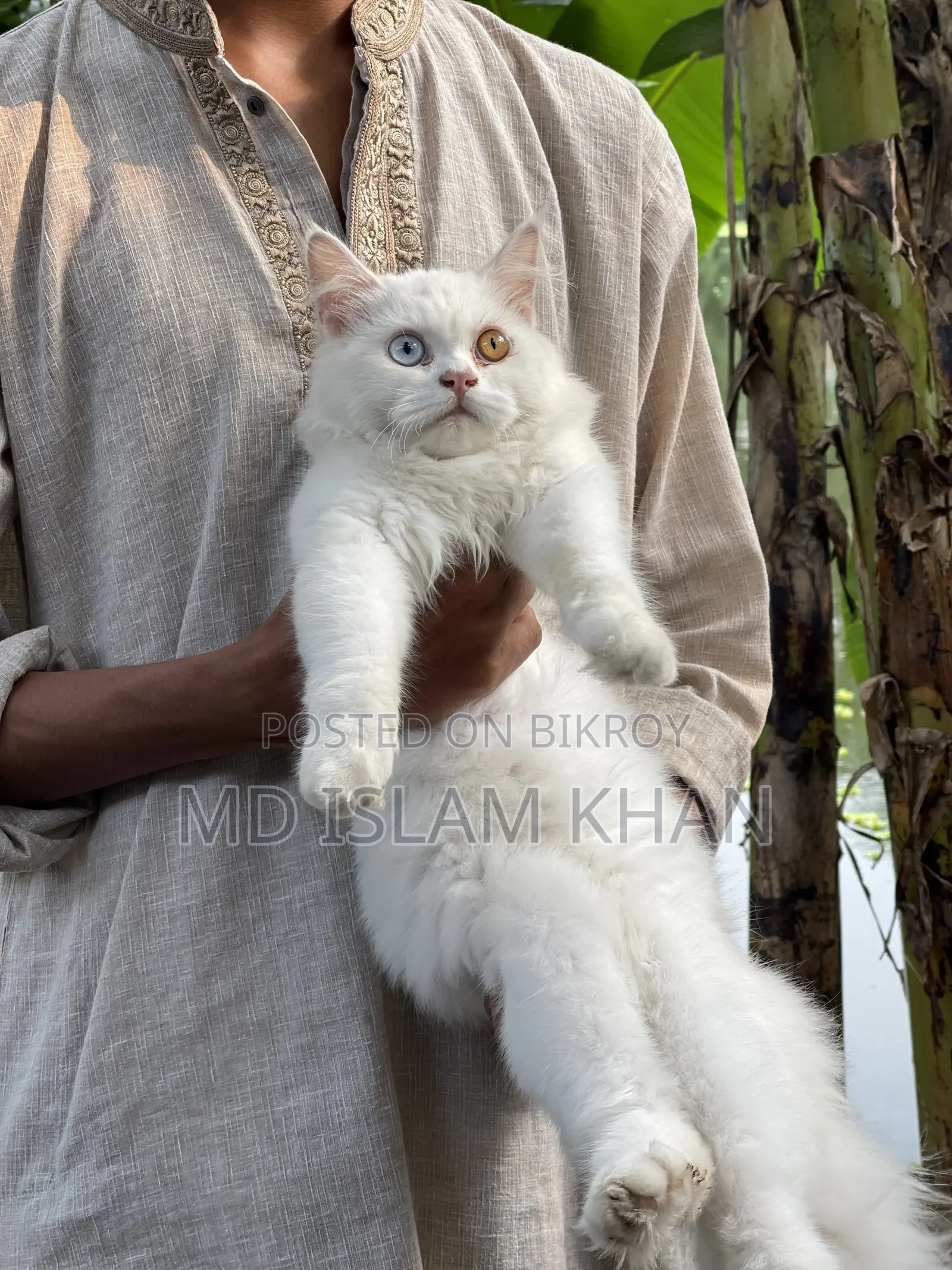 6-12 Months Male Purebred Persian
