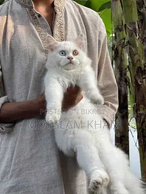 6-12 Months Male Purebred Persian