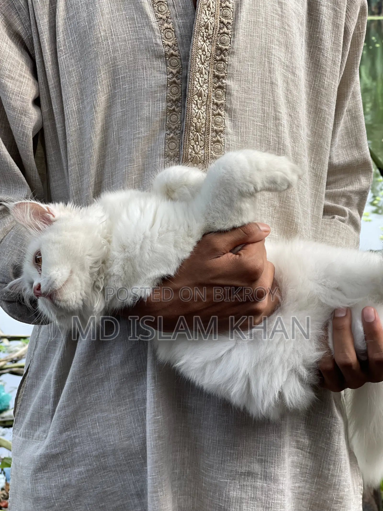 6-12 Months Male Purebred Persian