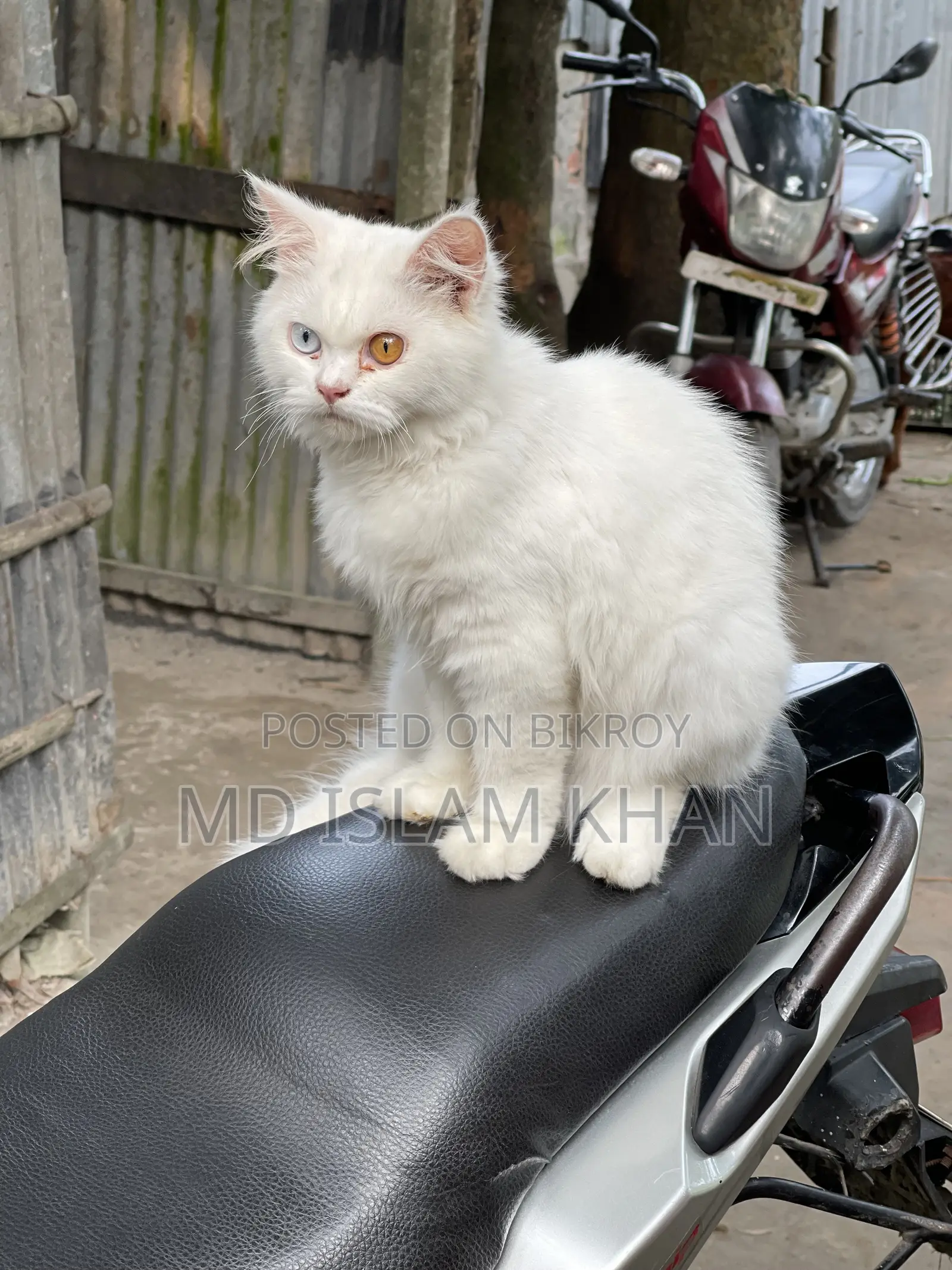 6-12 Months Male Purebred Persian