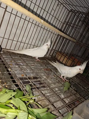 Cockatiel Bird