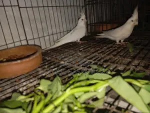Cockatiel Bird