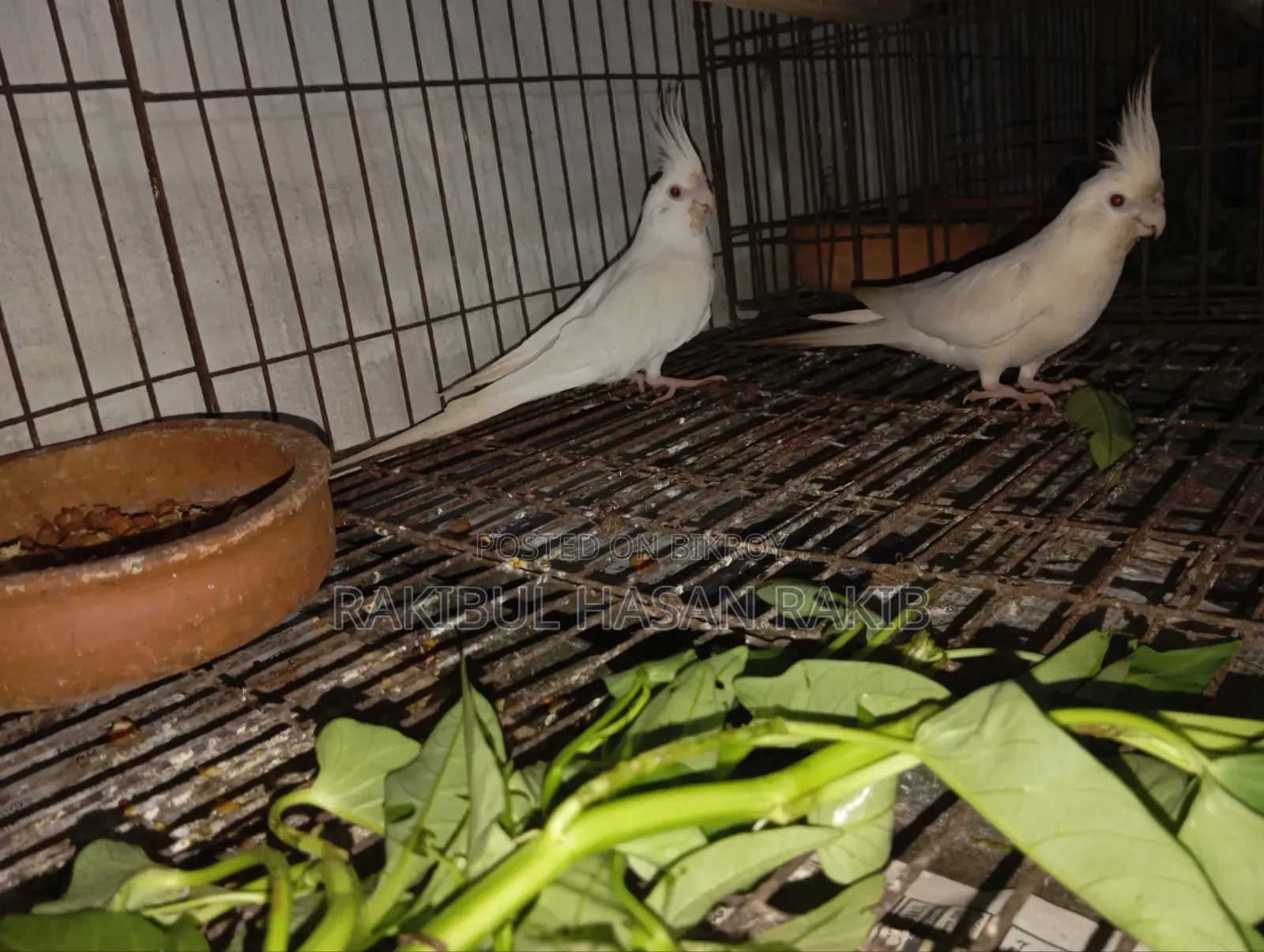 Cockatiel Bird