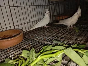 Cockatiel Bird