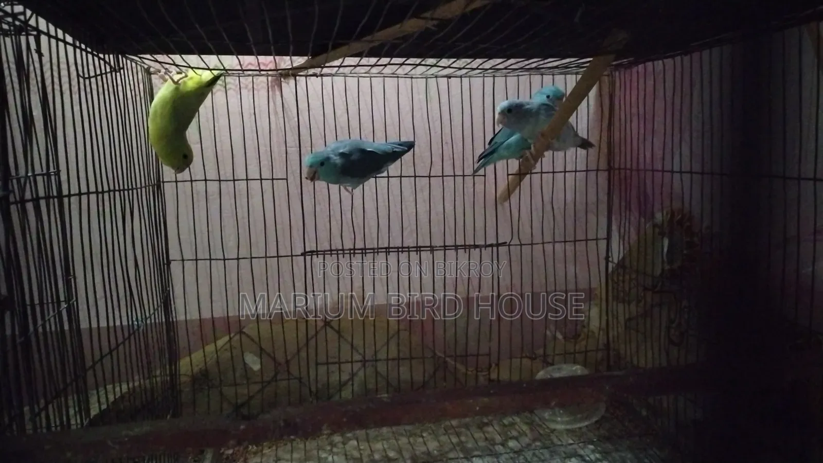 Forpus Bird