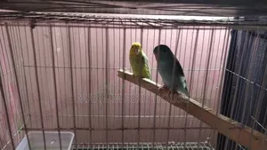 Forpus Bird