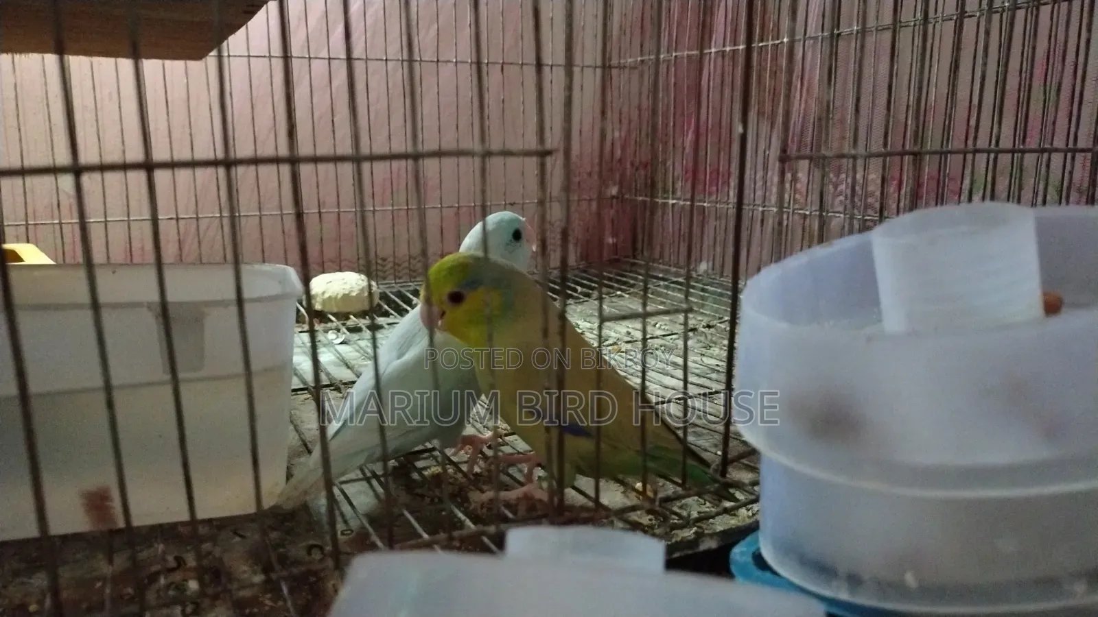 Forpus Bird