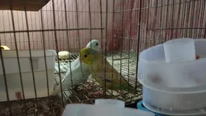 Forpus Bird
