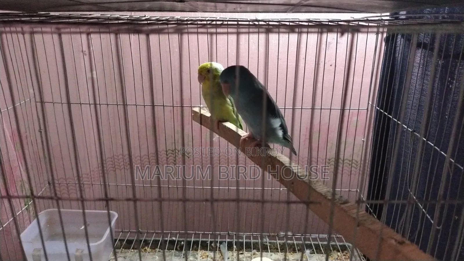 Forpus Bird