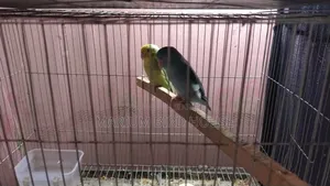Forpus Bird