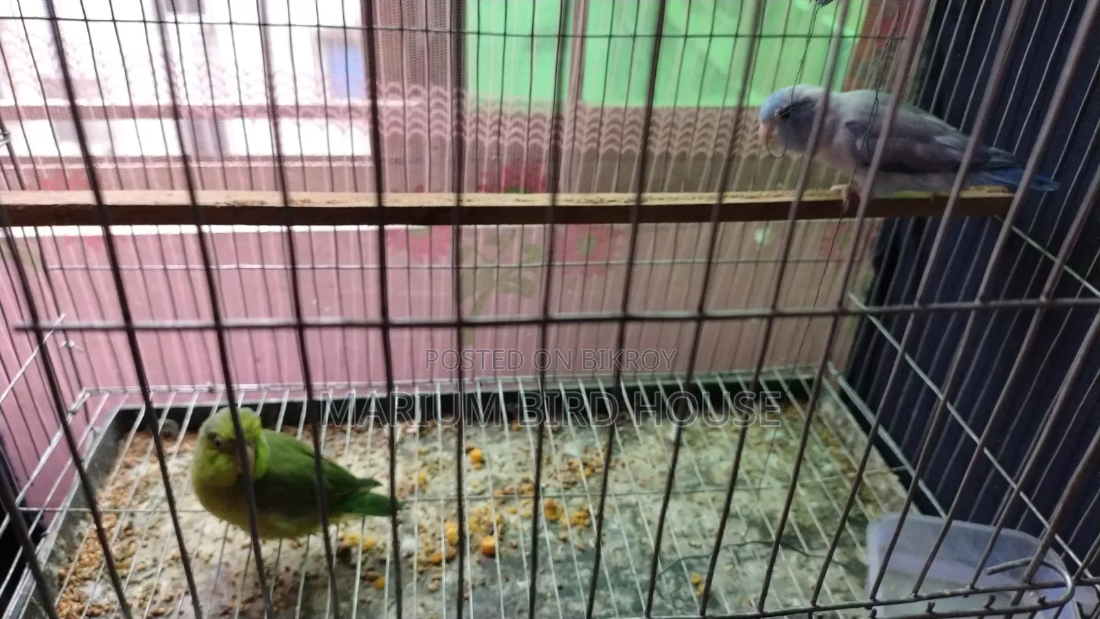 Forpus Bird