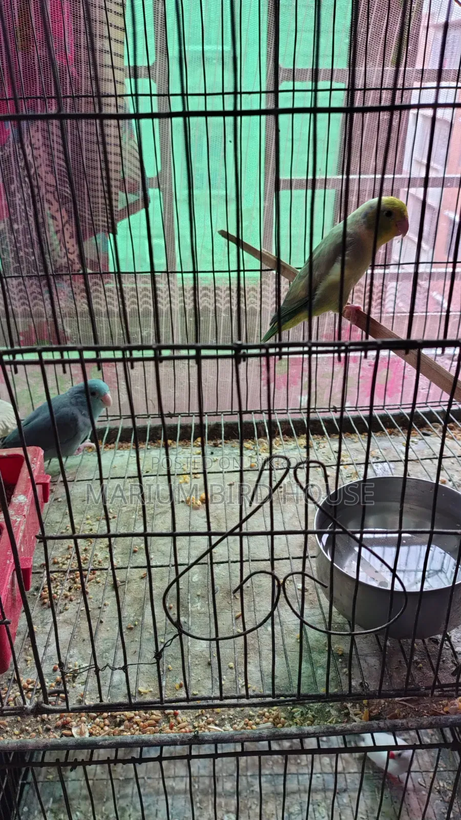 Forpus Bird