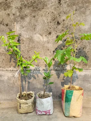 Pomegranate, Orange, and Grape saplings available at a discounted price