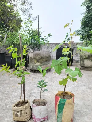 Pomegranate, Orange, and Grape saplings available at a discounted price