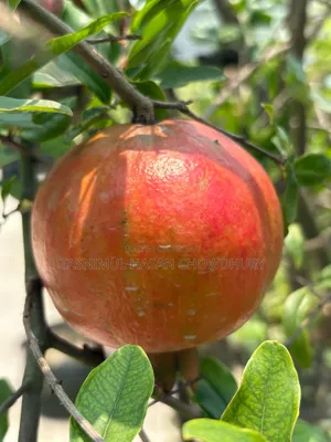Pomegranate, Orange, and Grape saplings available at a discounted price
