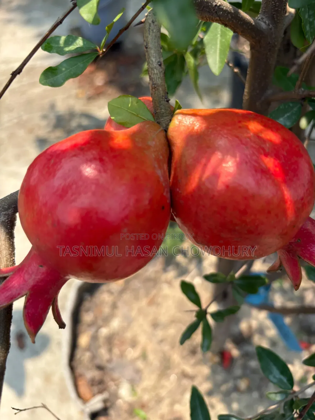 Pomegranate, Orange, and Grape saplings available at a discounted price