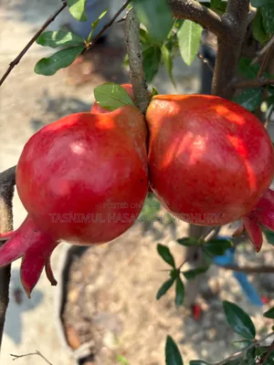 Pomegranate, Orange, and Grape saplings available at a discounted price