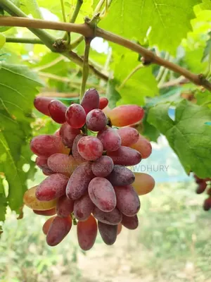 Pomegranate, Orange, and Grape saplings available at a discounted price