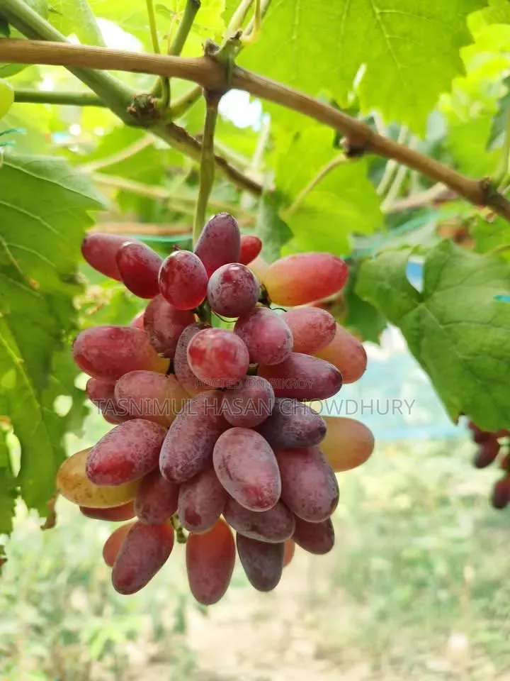Pomegranate, Orange, and Grape saplings available at a discounted price