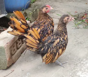Golden Sebright Chicken for Sale
