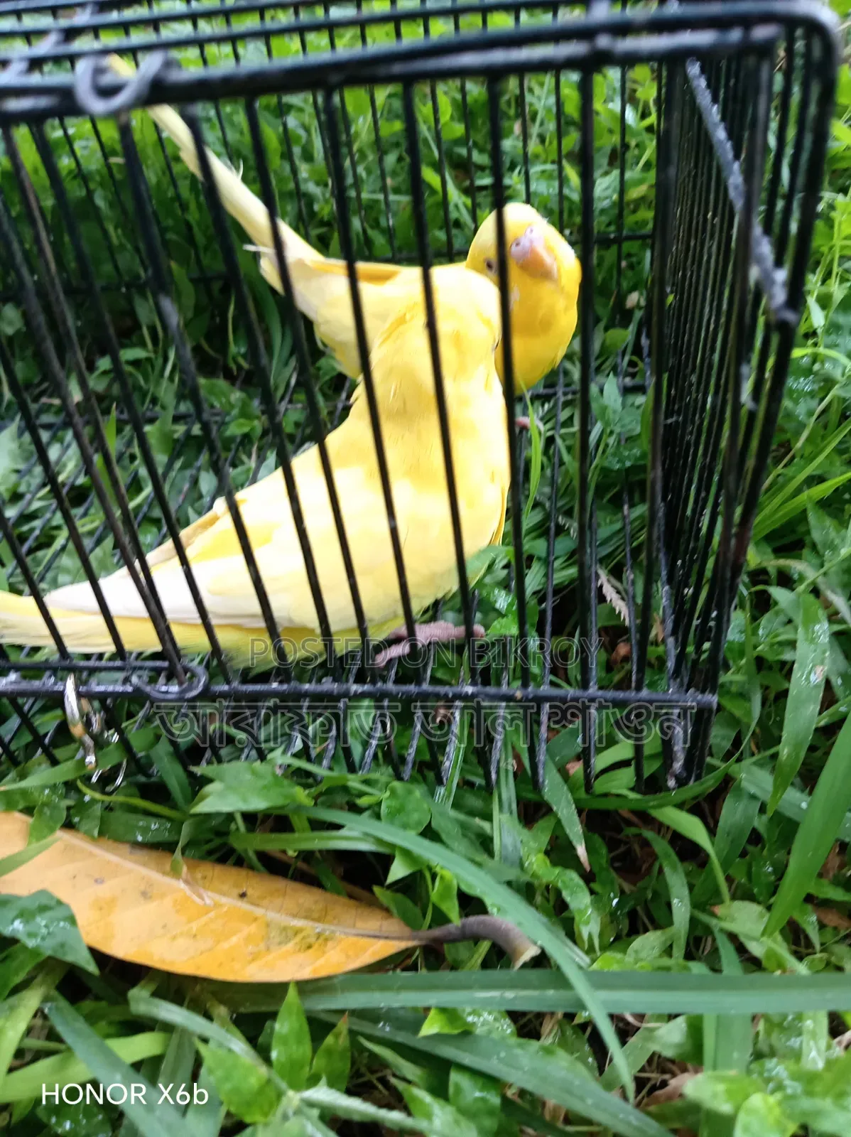 A pair of Lutino Bunglish Red Budgie birds for sale