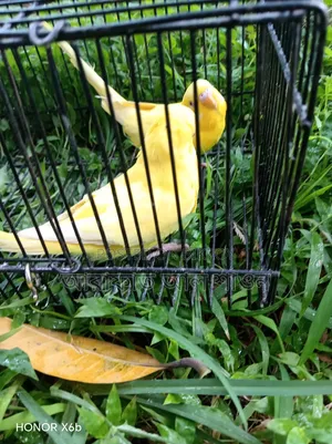 A pair of Lutino Bunglish Red Budgie birds for sale